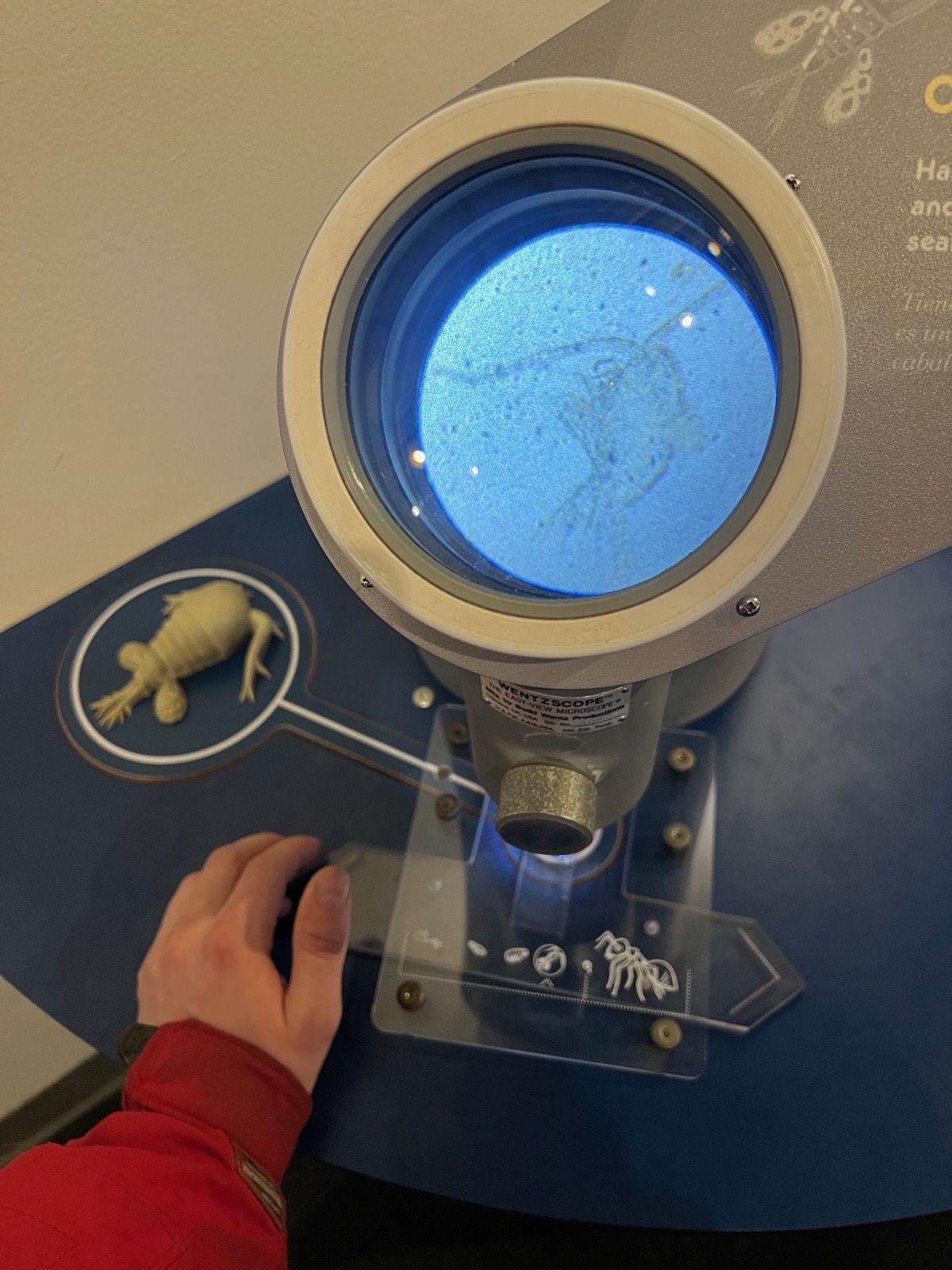 Hidden Worlds Through the Microscope