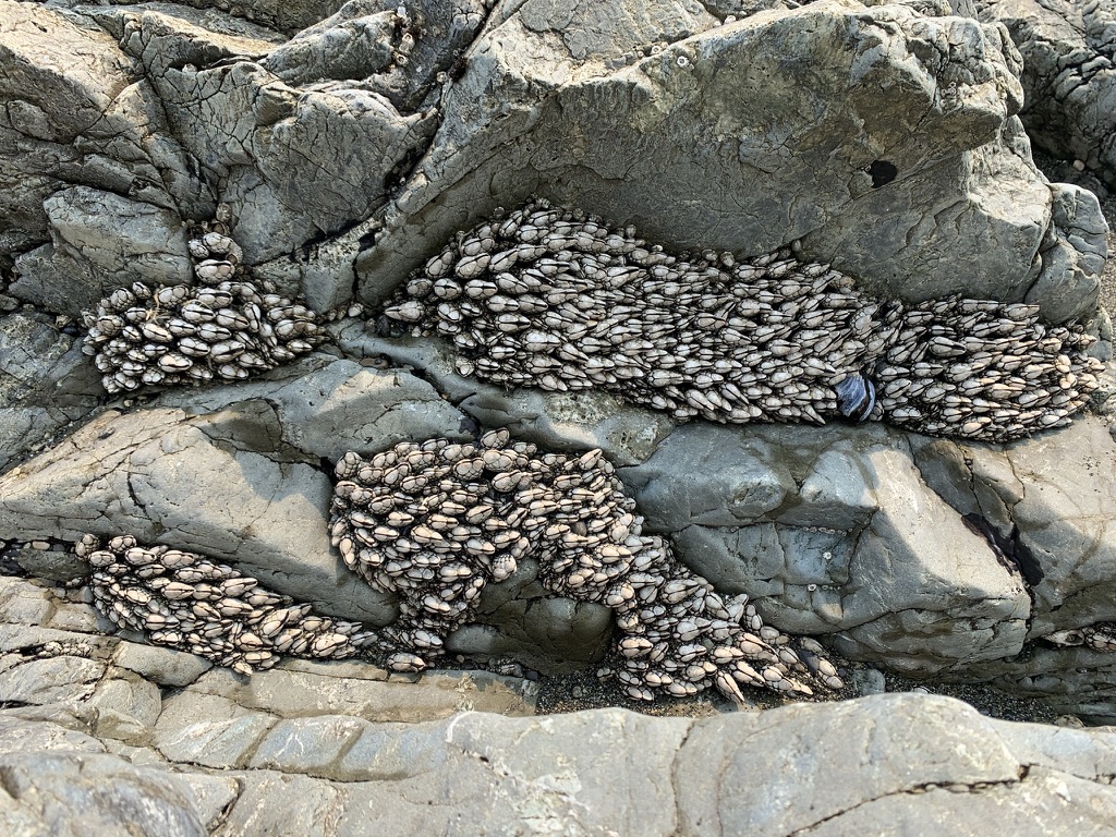 Clusters of gooseneck barnacles packed into the cracks of a grey rock