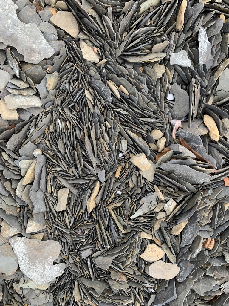Thin slate shards on a beach, sorted by the water into flowing aligned bands
