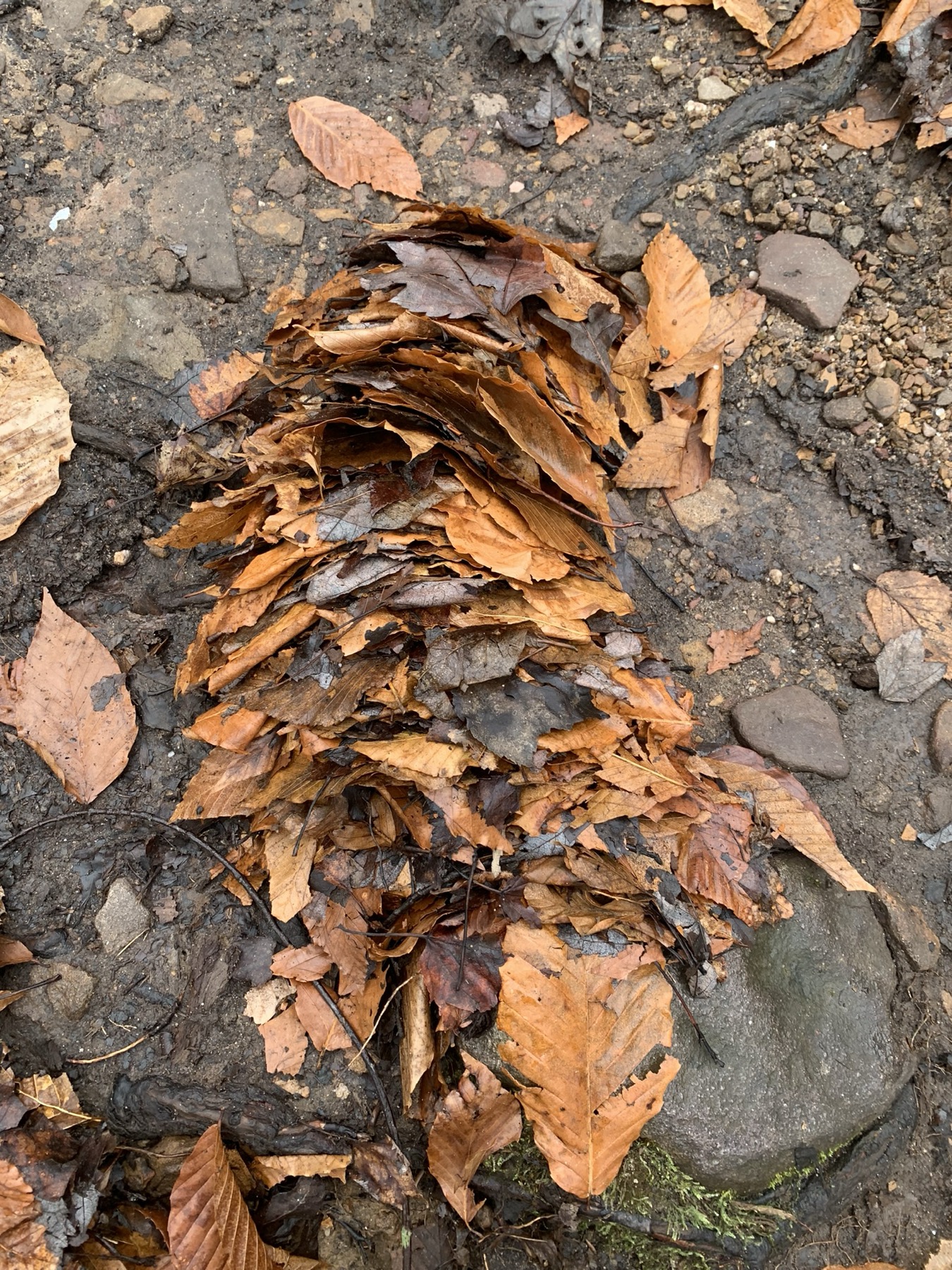 Wet brown leaves stacked into a tight layered pile on muddy ground