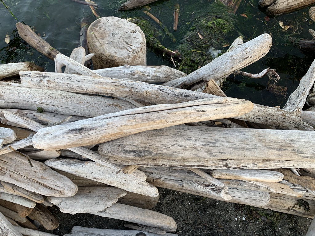 Bleached driftwood logs piled at the edge of mossy water
