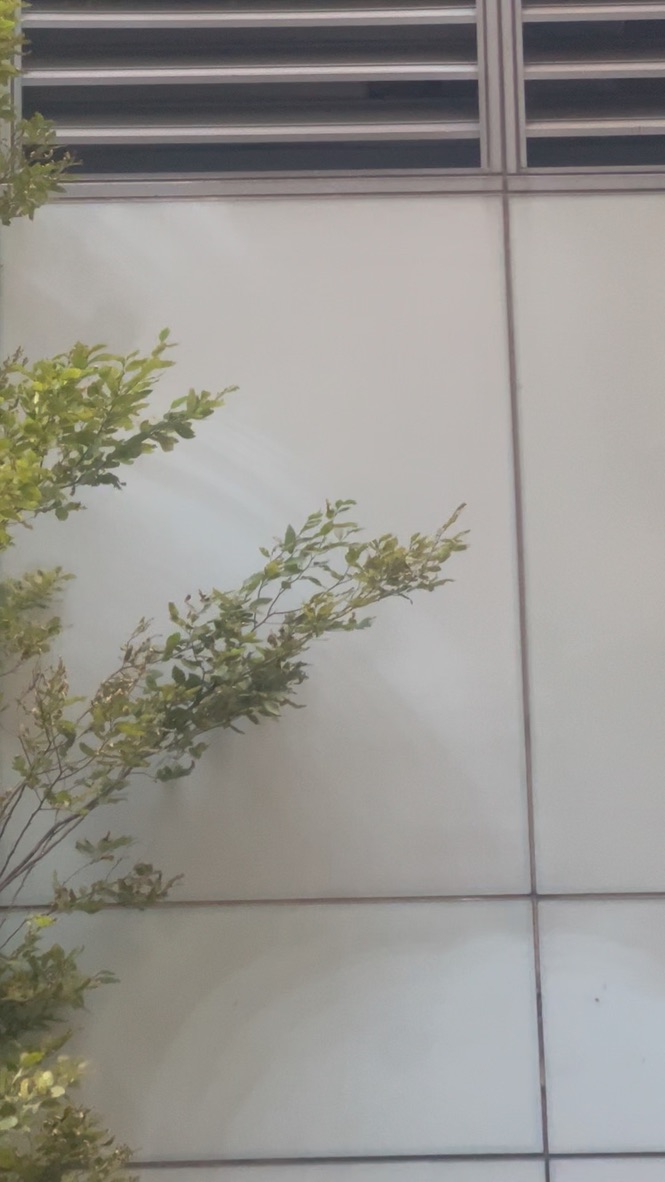 A leafy branch reaching across a pale paneled wall below a metal vent, the wall faintly stained in the arc the branch sweeps.